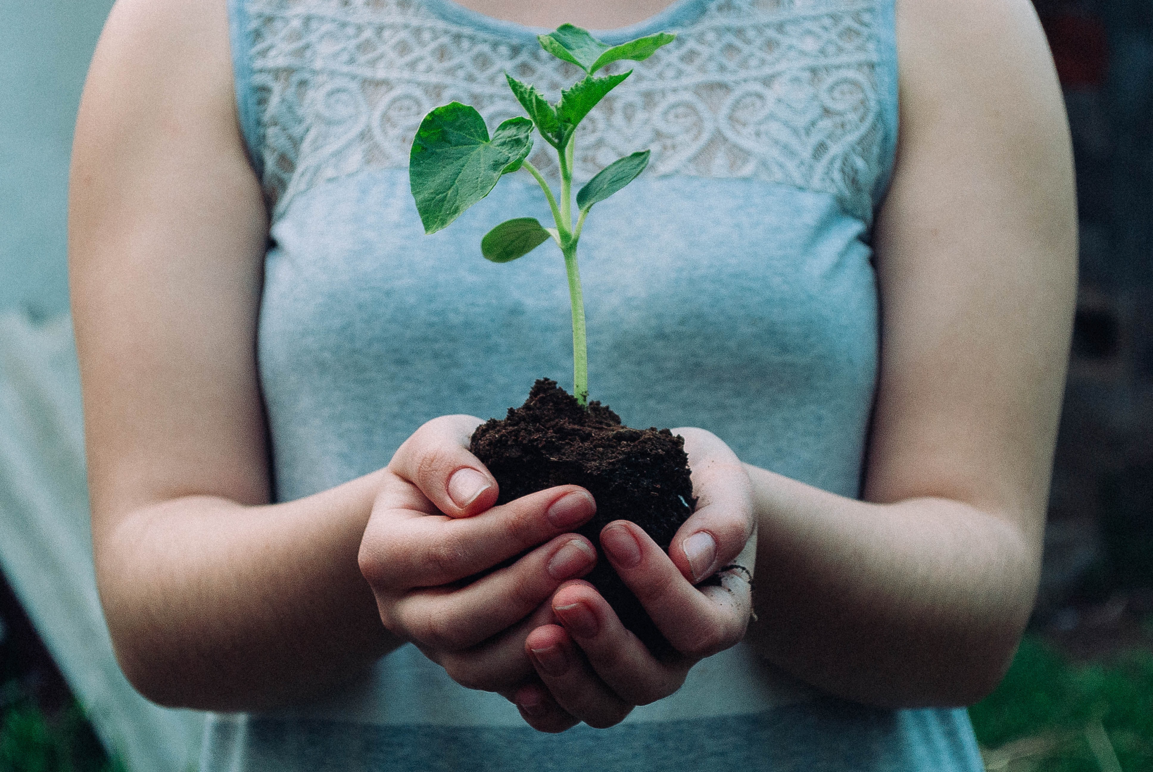 image of planting a tree